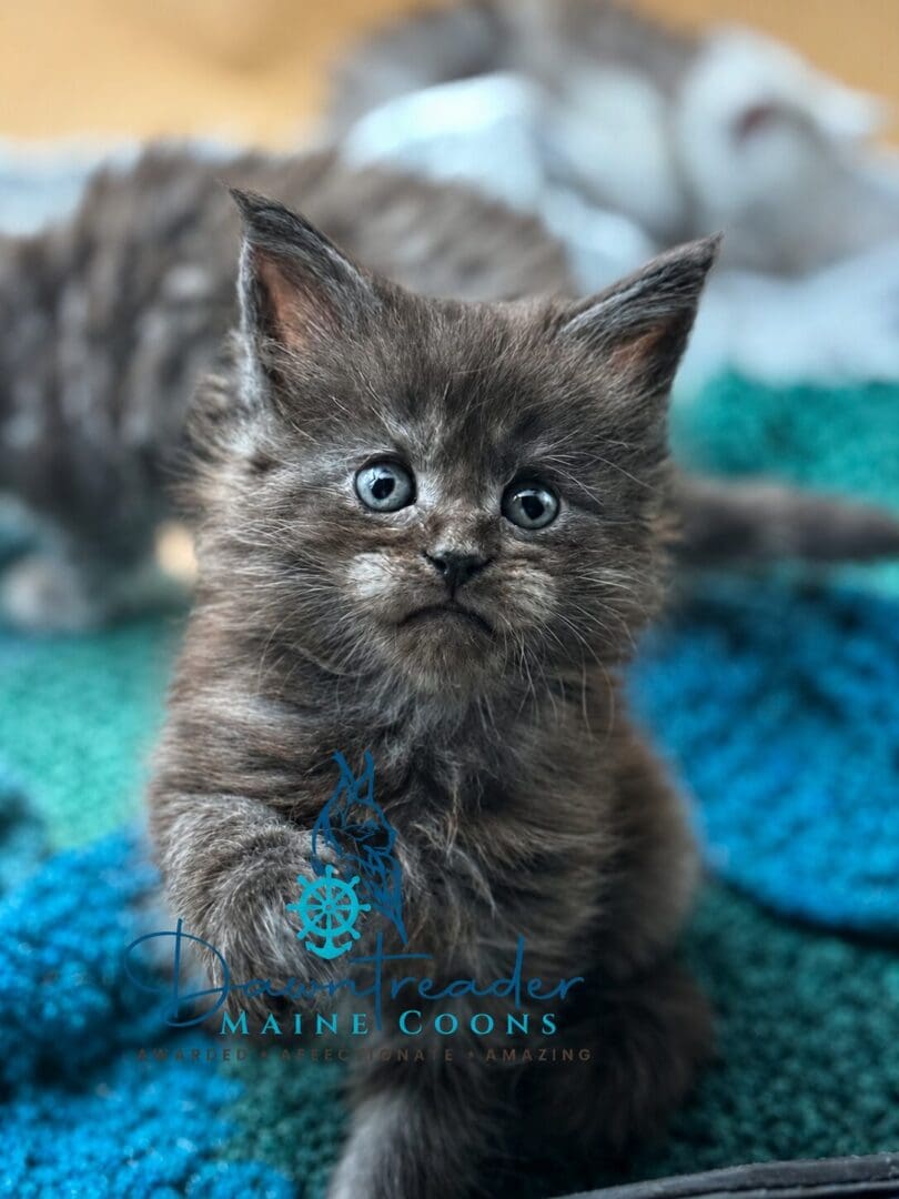 Fluffy gray kitten with blue eyes on blanket