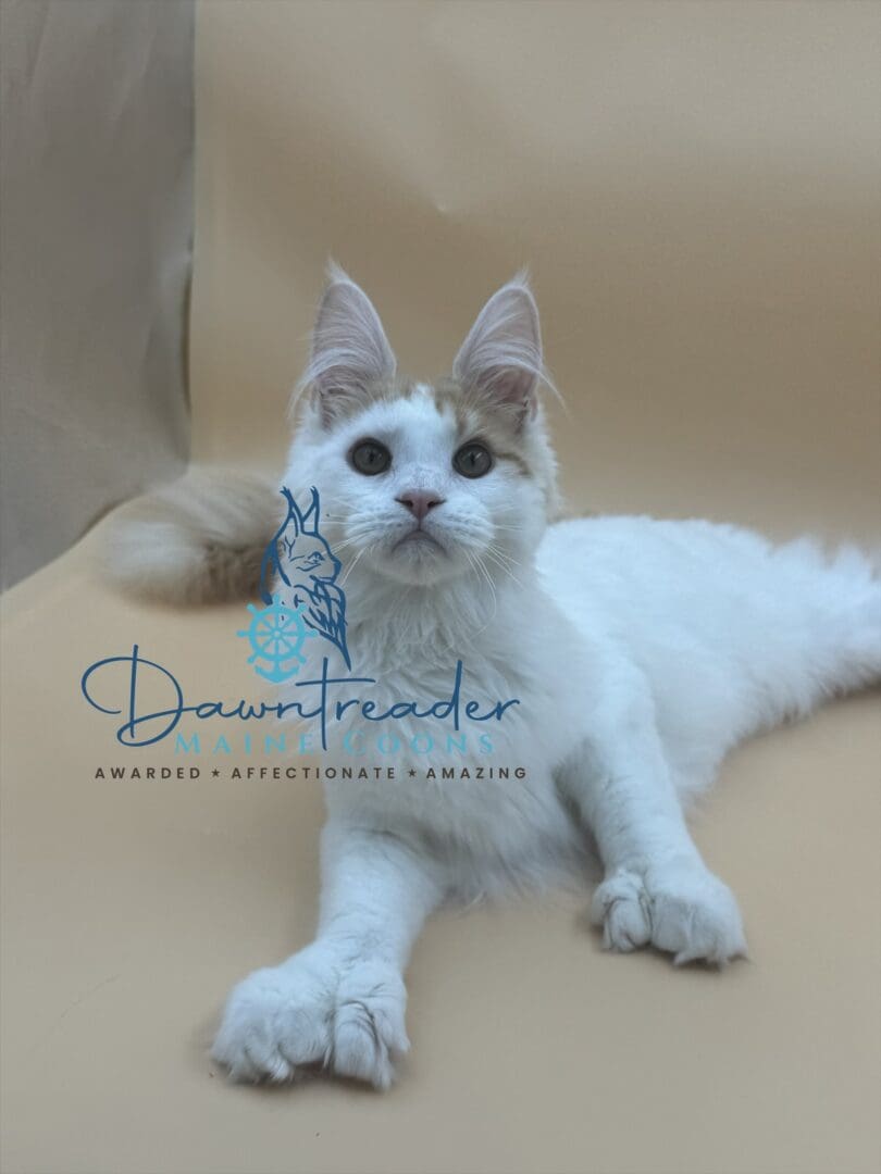 White Maine Coon kitten lying on beige backdrop