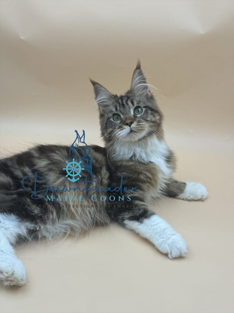Fluffy Maine Coon cat lying on beige