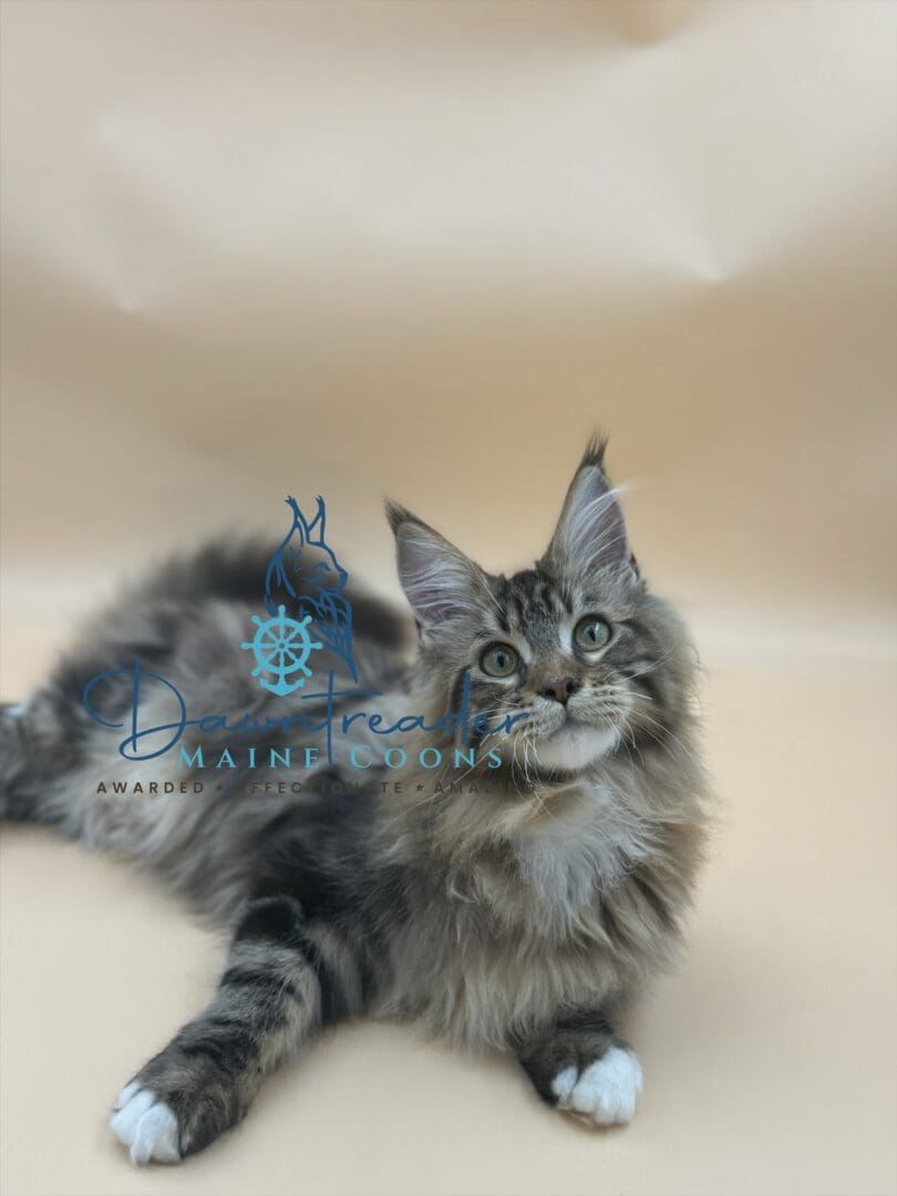 Fluffy Maine Coon kitten on beige background