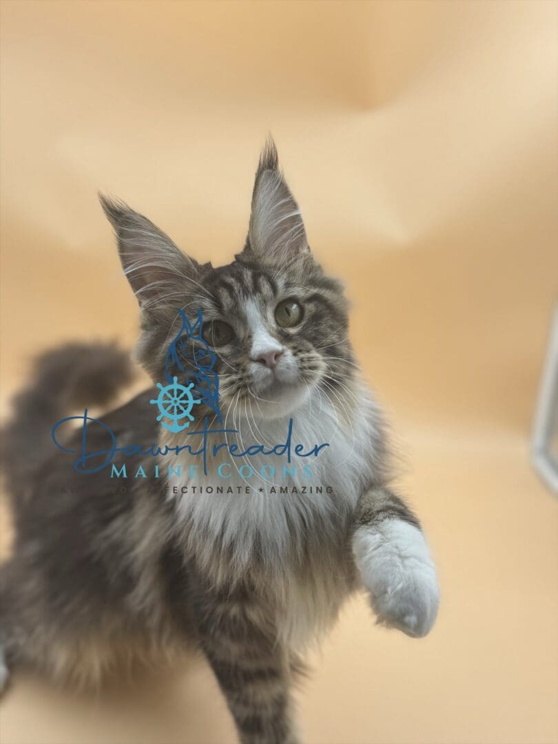 Fluffy Maine Coon cat reaching paw
