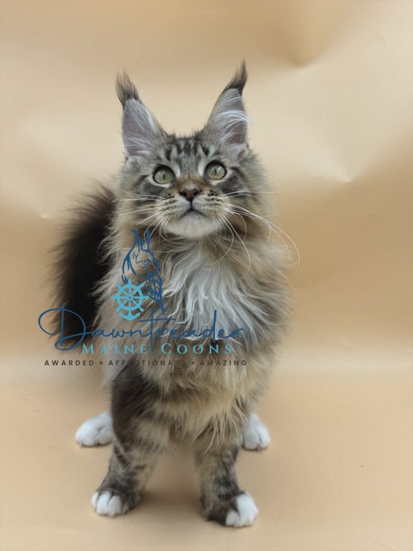 Fluffy Maine Coon kitten sitting on tan background