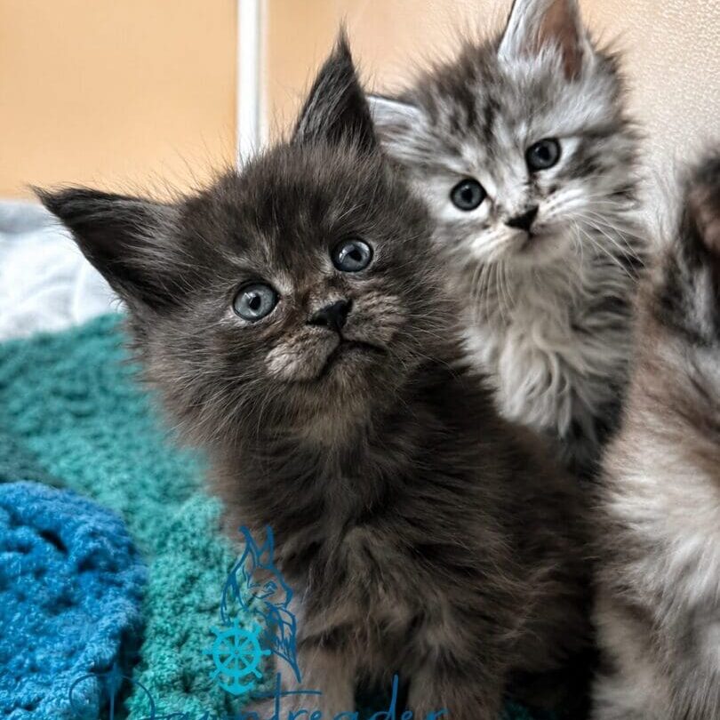 Two fluffy kittens sitting on blue blanket