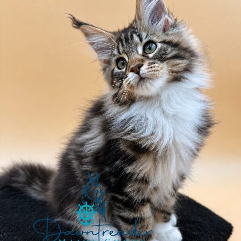 Fluffy Maine Coon kitten with tufted ears