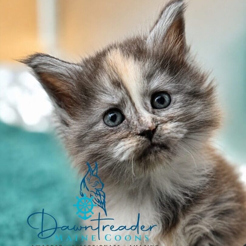 Fluffy gray kitten with blue eyes